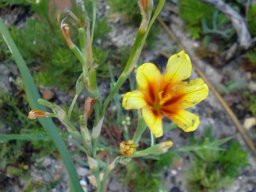 Moraea ochroleuca, a hard life